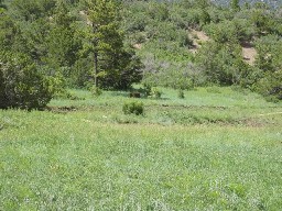 A Bear at Clark's Fork